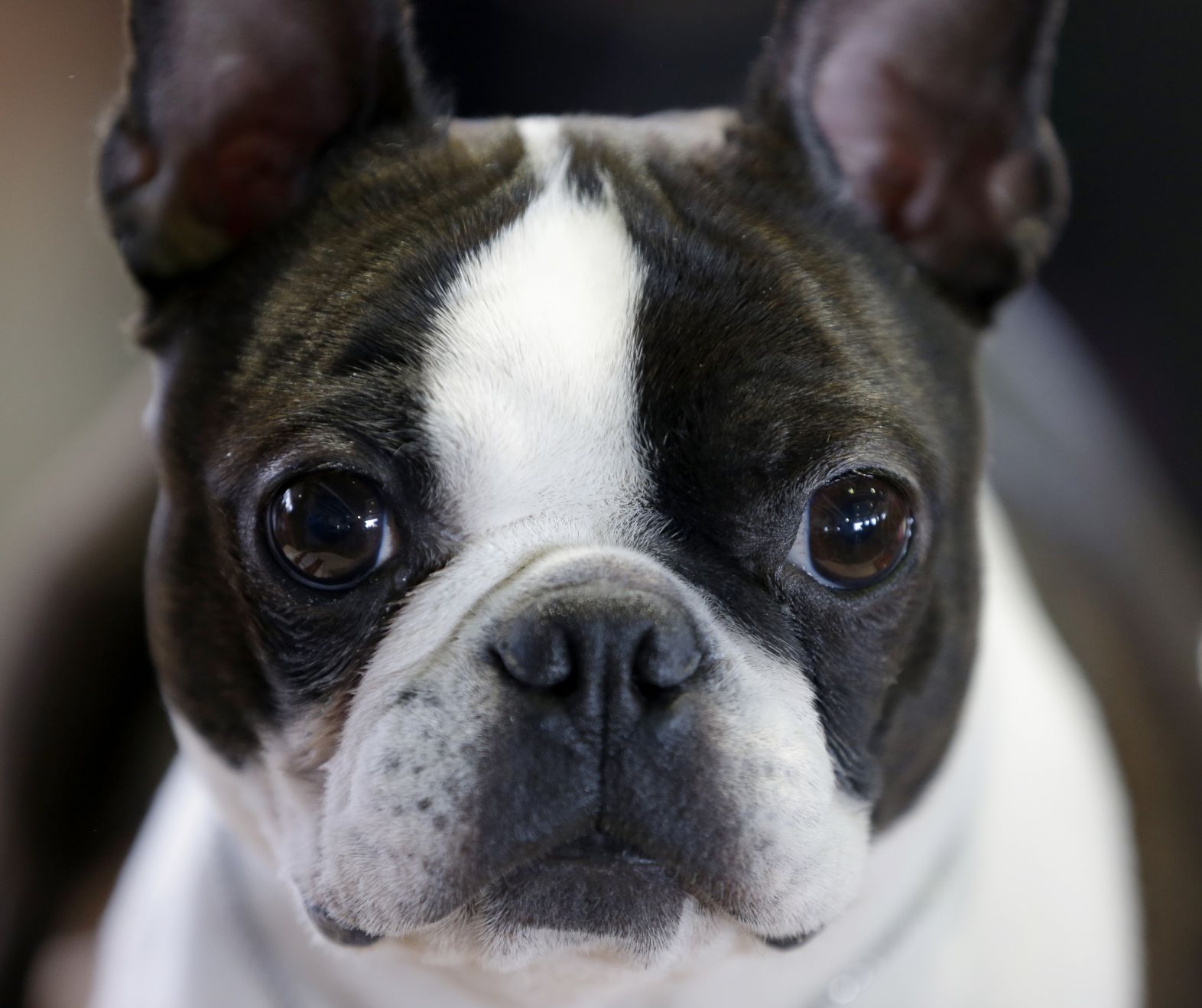 21. Boston terriers